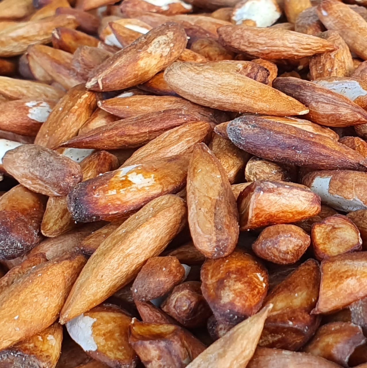 Jamaican Tropical Sea Almond Nut (Raw, Wildcrafted, Superfood Kernel) - Yaga Lifestyle