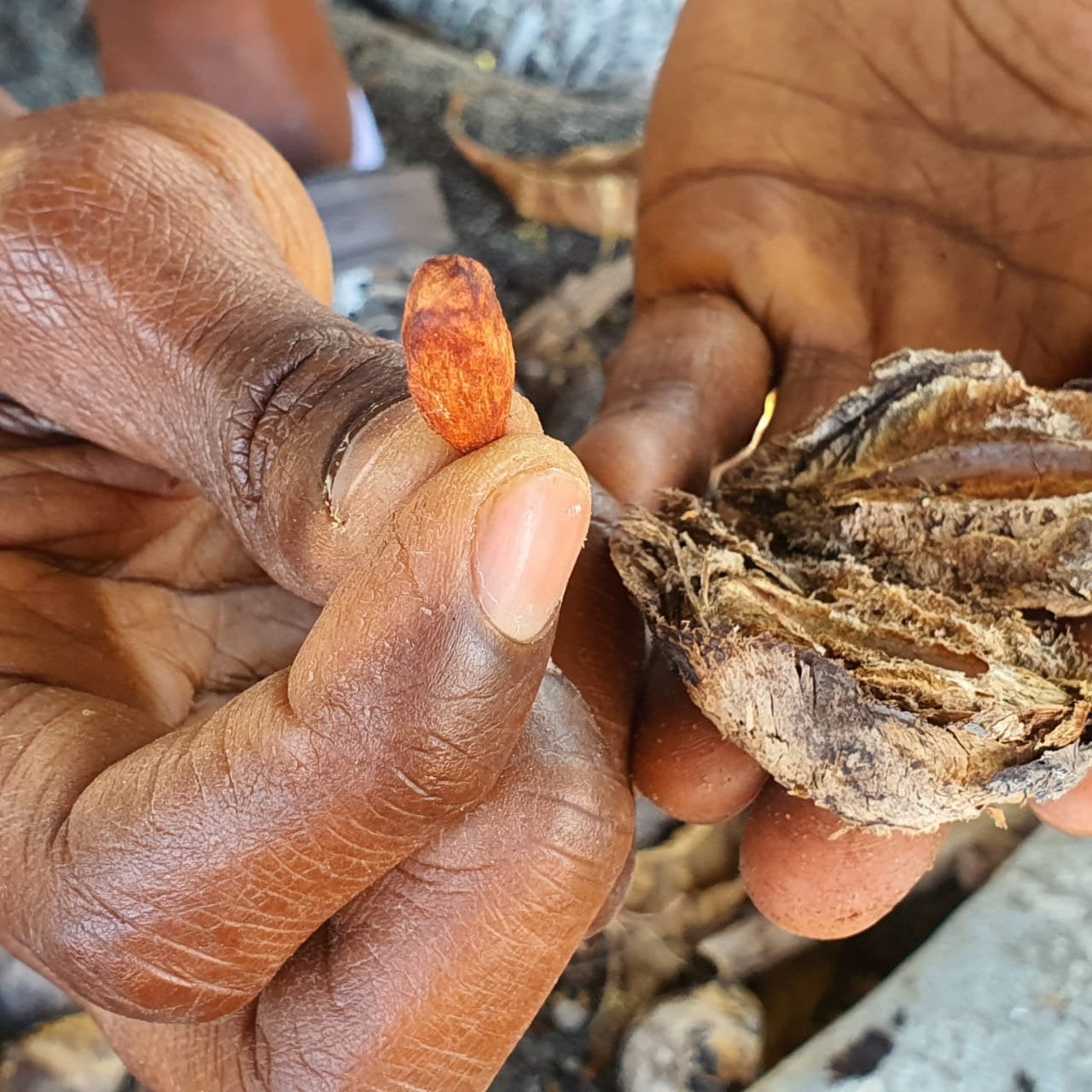 Jamaican Tropical Sea Almond Nut (Raw, Wildcrafted, Superfood Kernel) - Yaga Lifestyle