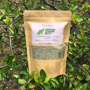 Jamaican Stinging Nettle